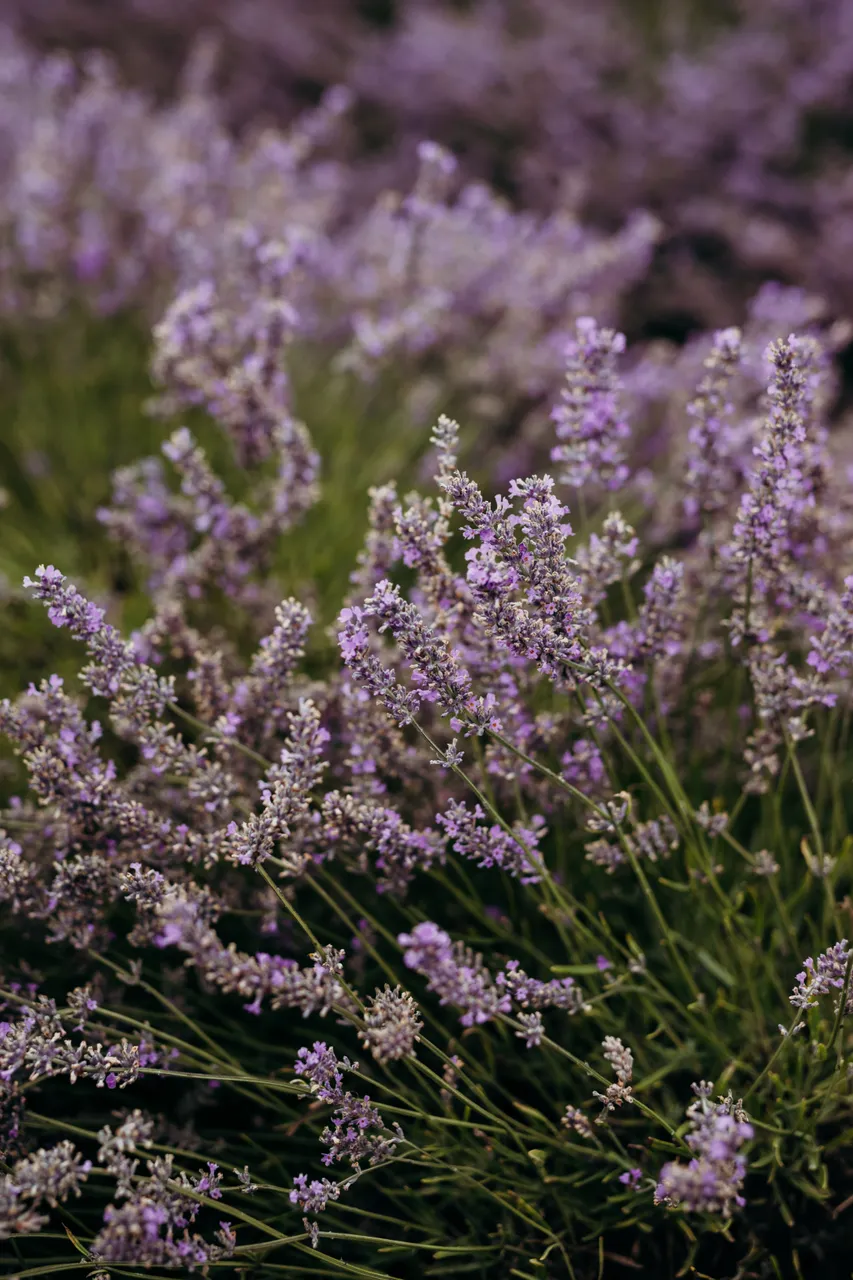Lavender Farm