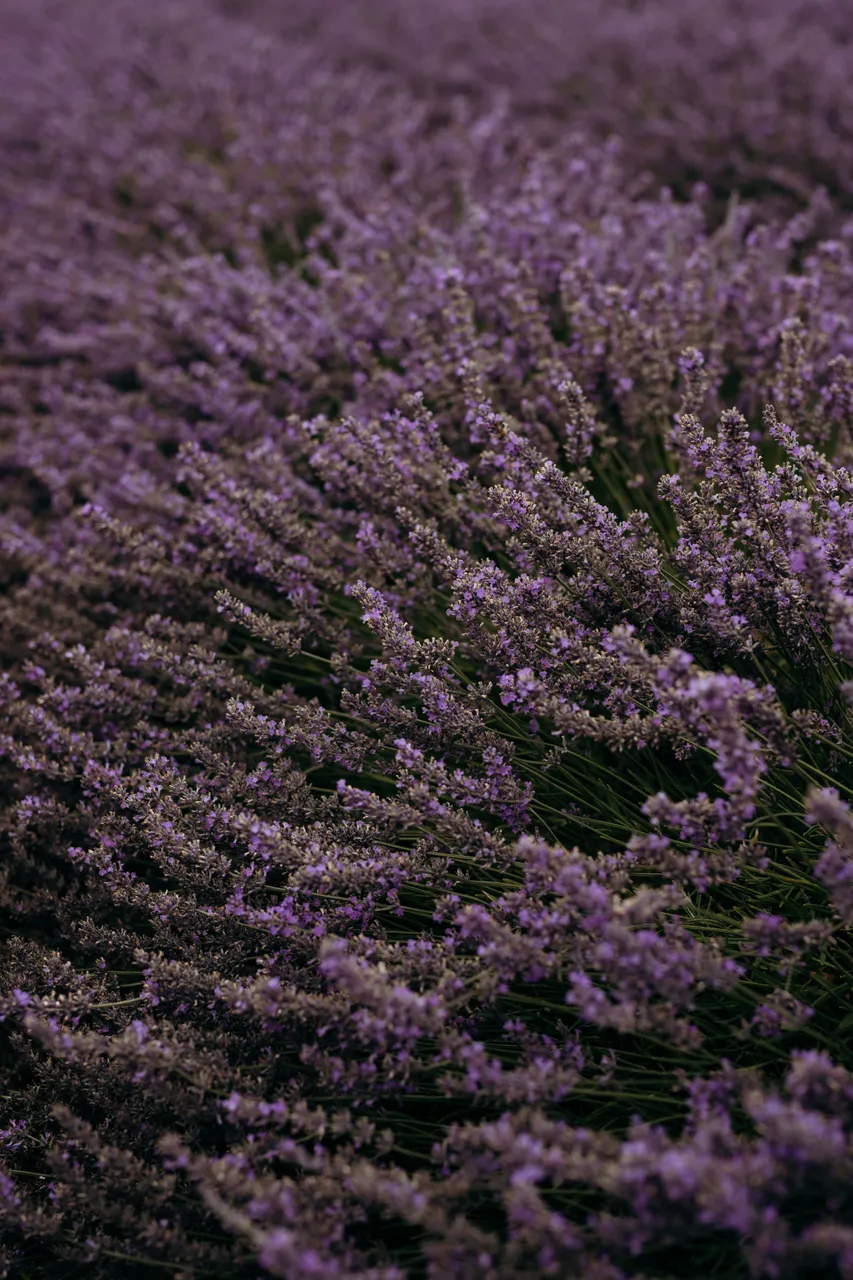 Lavender Farm