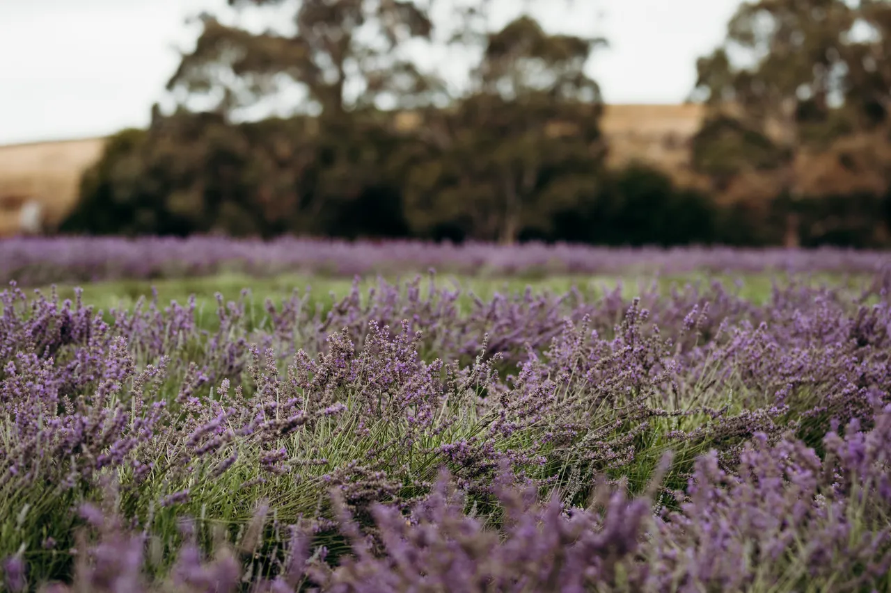 Lavender Farm