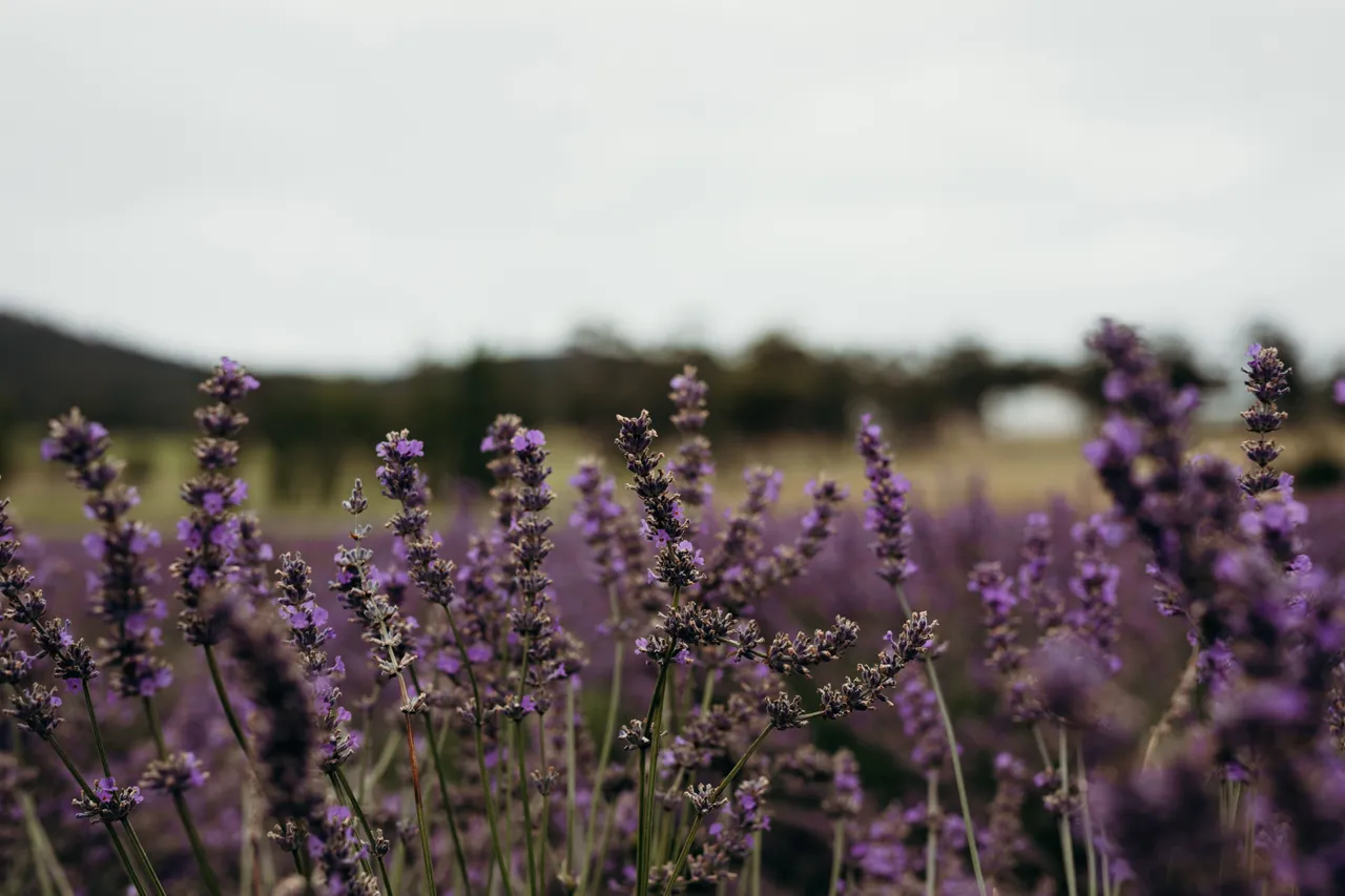 Lavender Farm