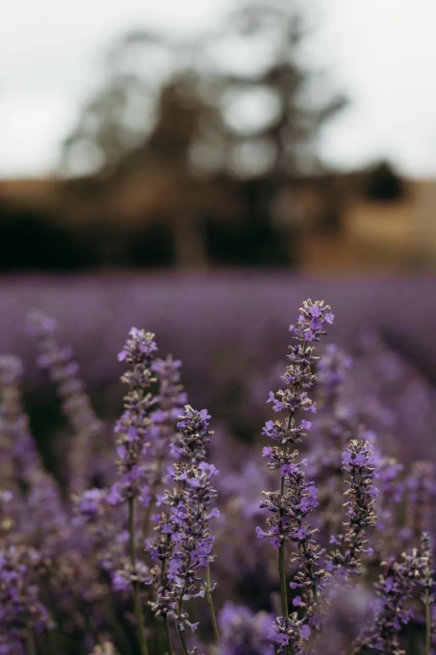 Lavender Farm