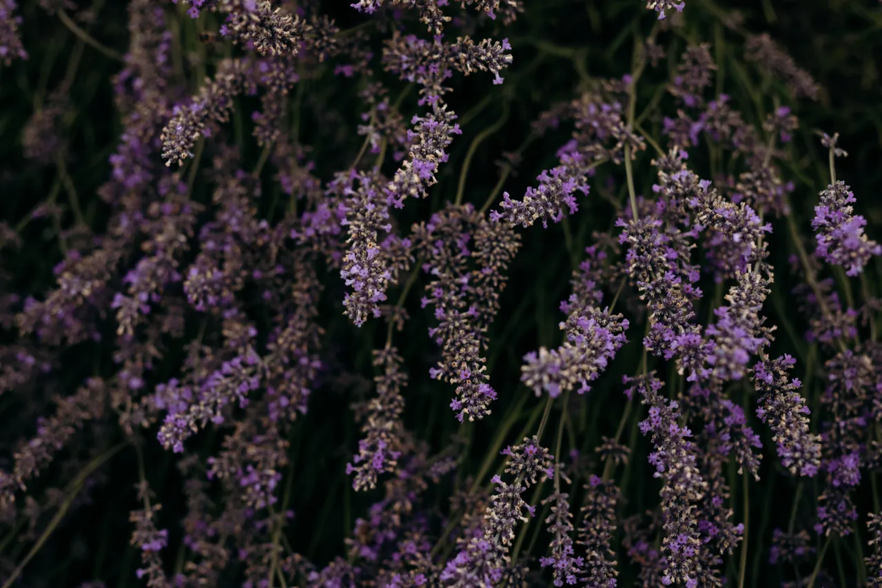 Lavender Farm