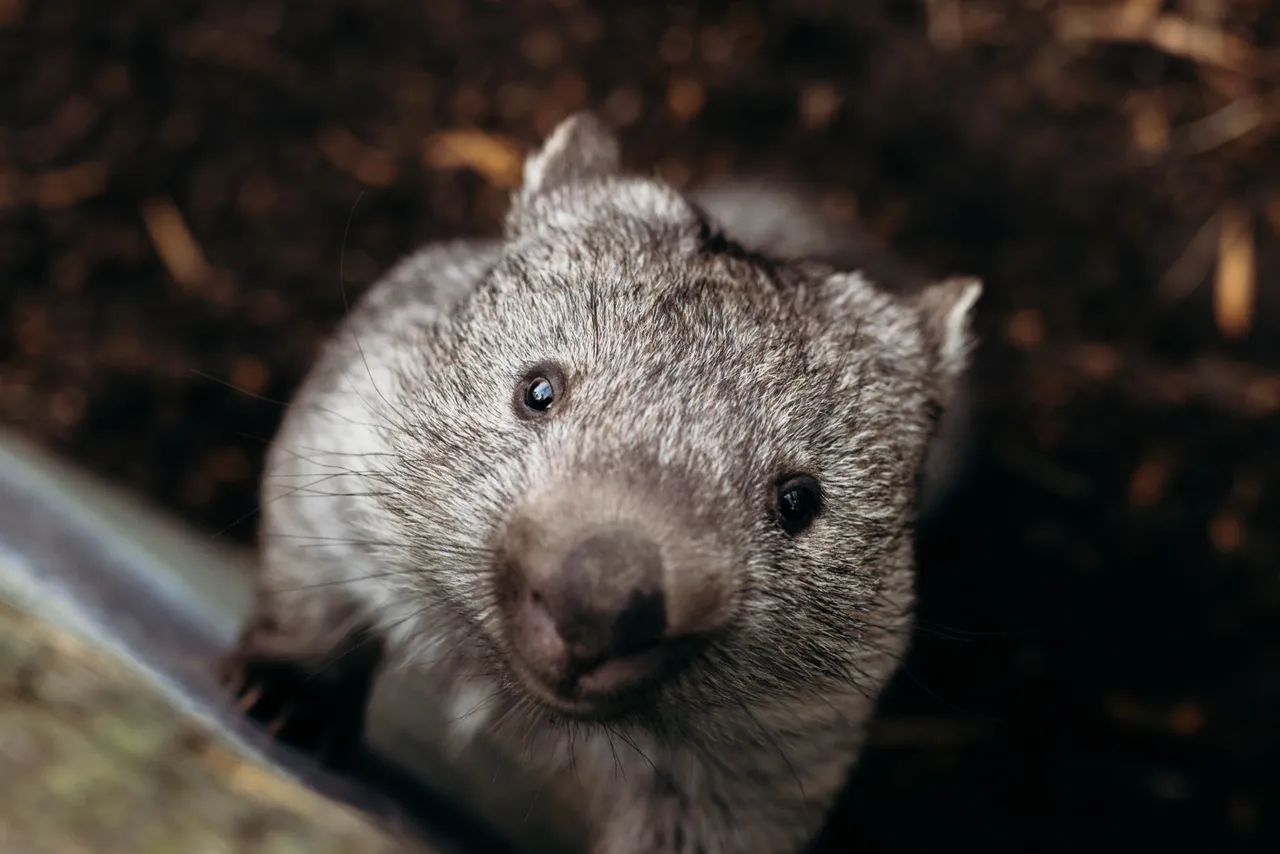 Wombat