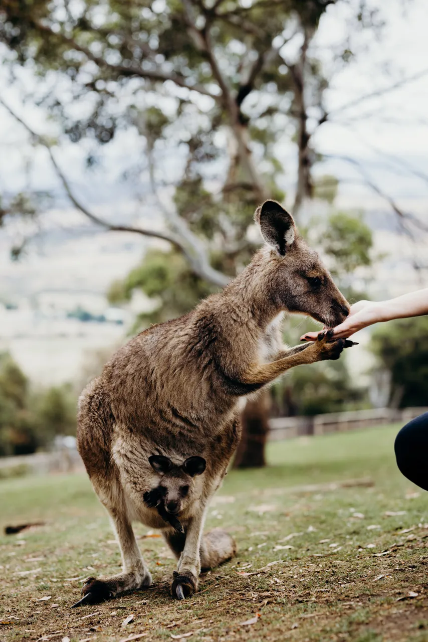 Feeding Forester Kangaroo