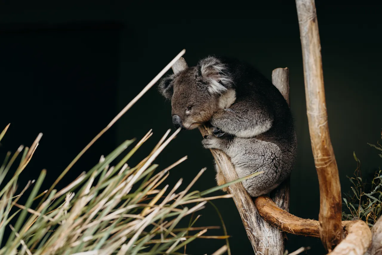 Koala