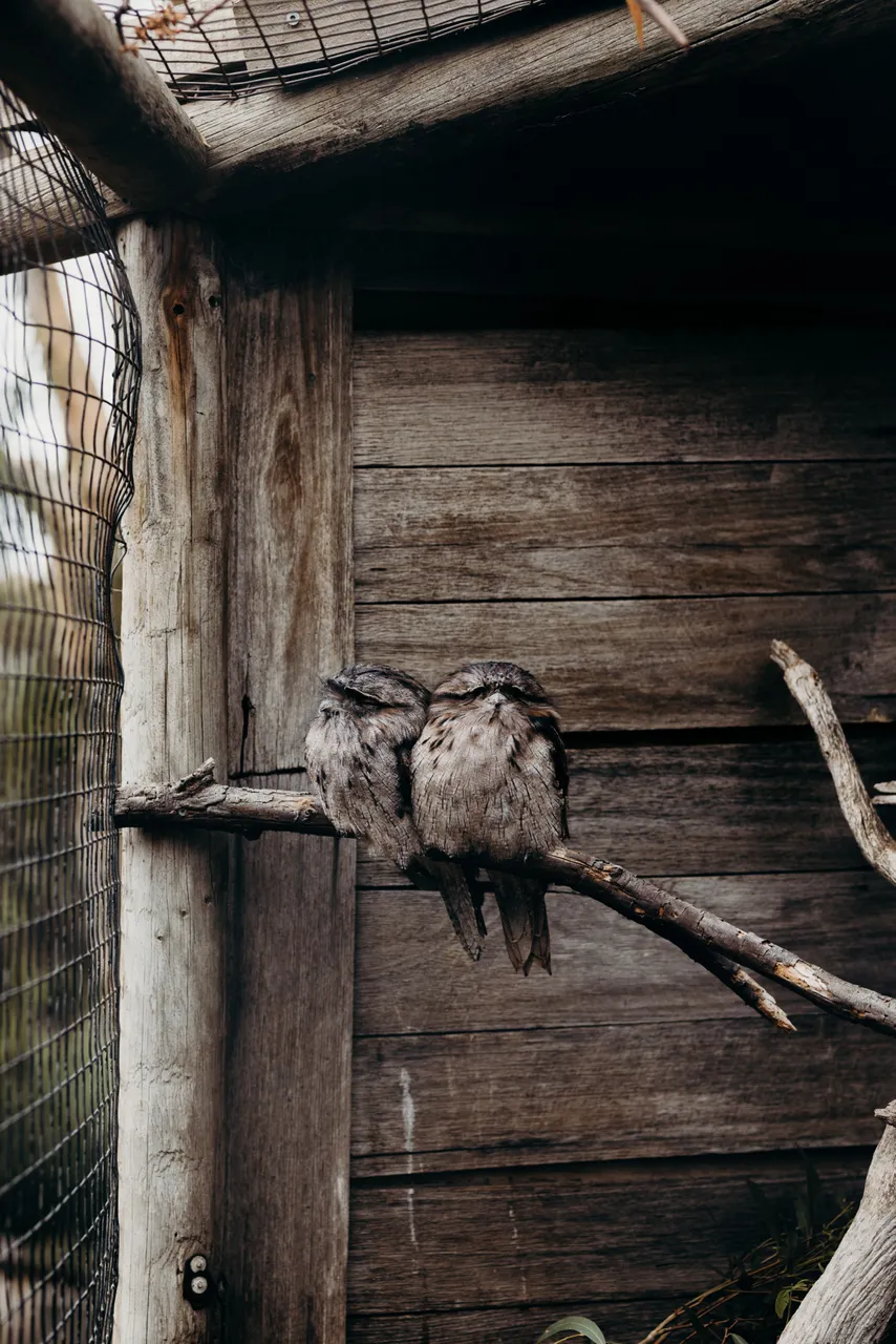 Tawny Frogmouths
