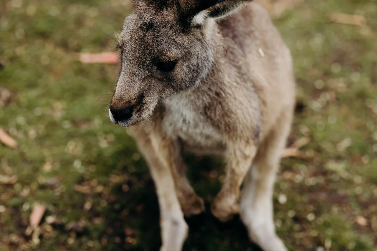 Forester Kangaroo