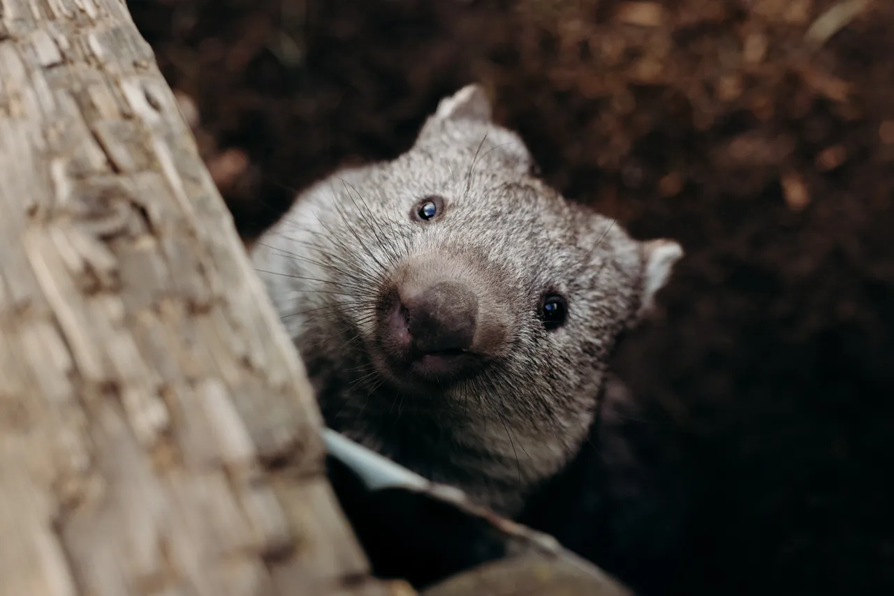 Wombat