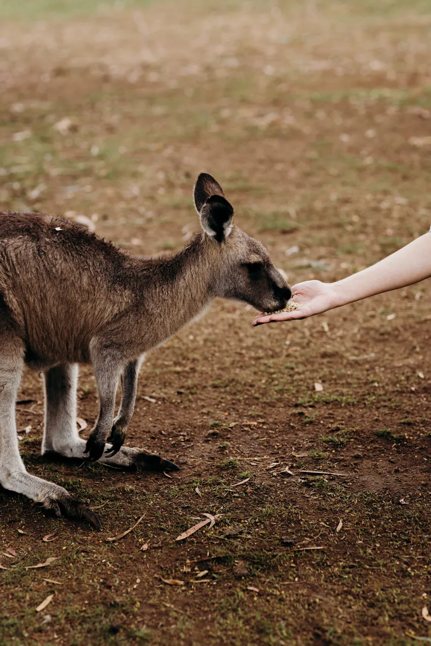 Feeding Forester Kangaroo