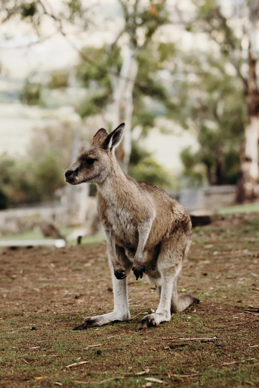 Forester Kangaroo