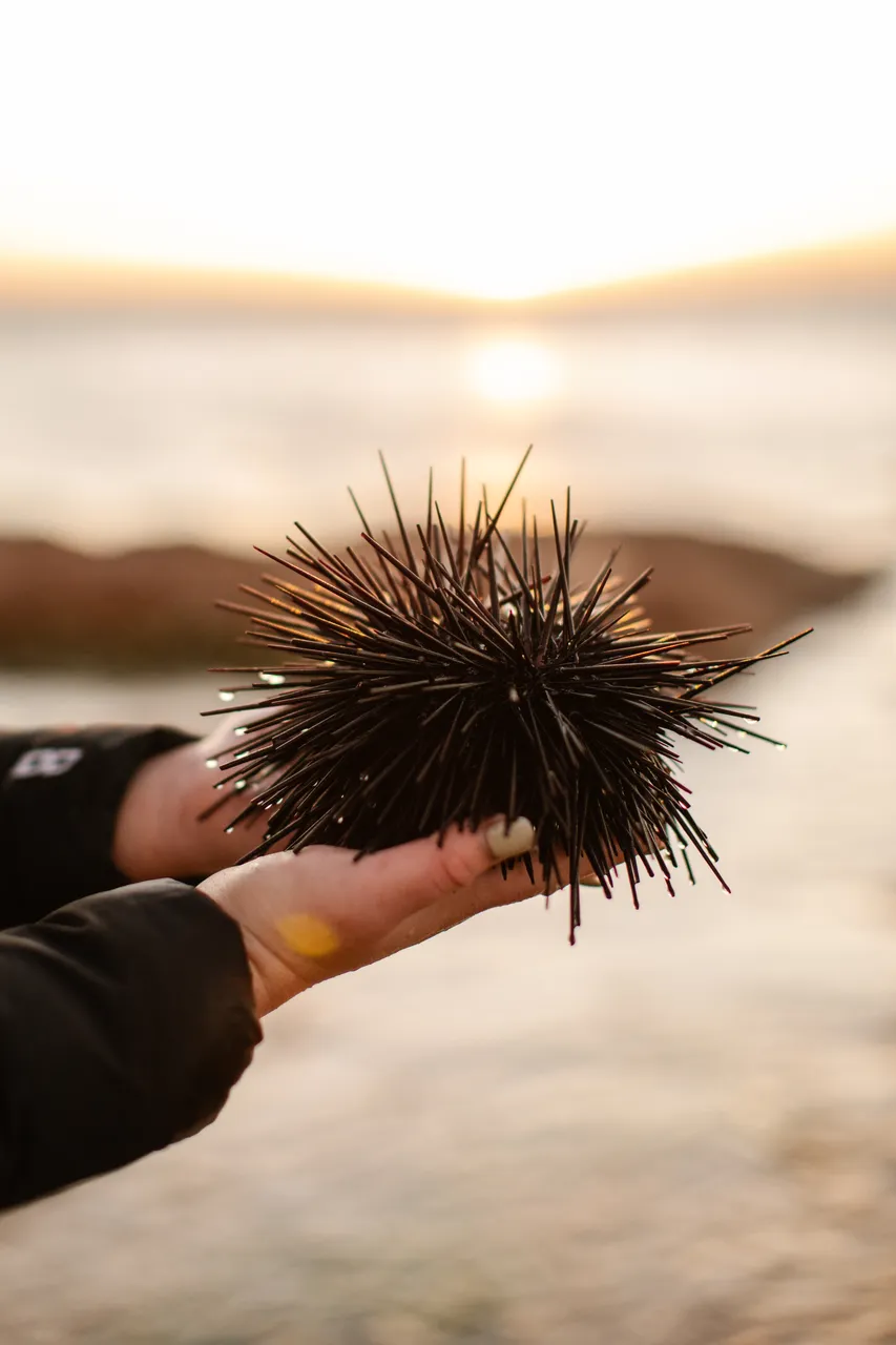Long-spined Sea Urchin