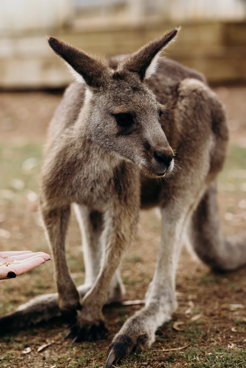 Forester Kangaroo
