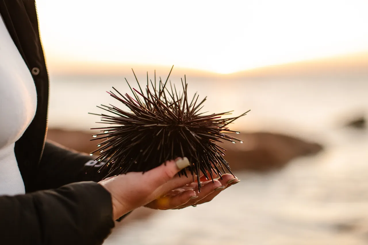 Long-spined Sea Urchin