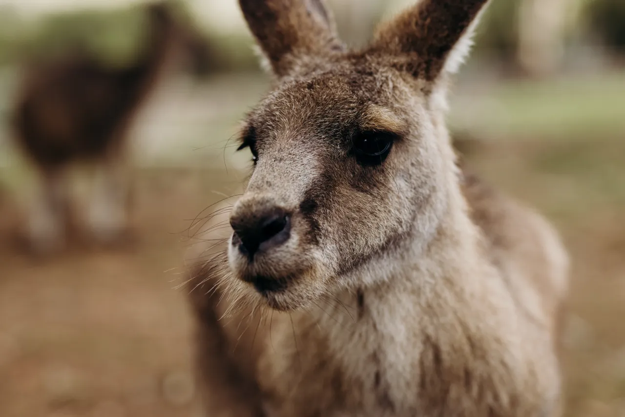 Forester Kangaroo