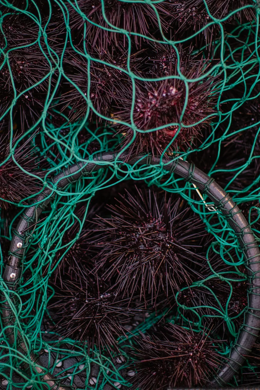 Long-spined Sea Urchin