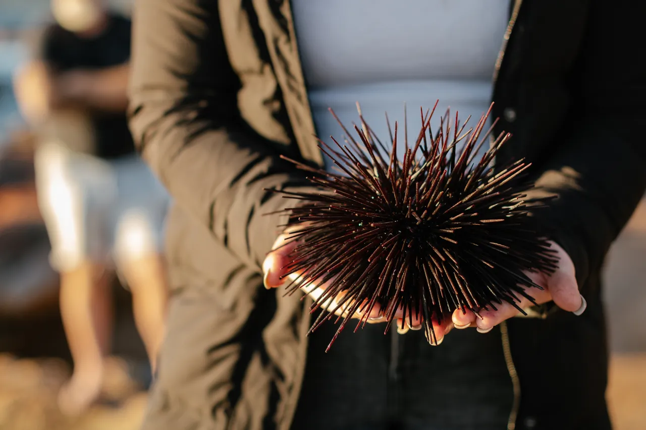 Long-spined Sea Urchin