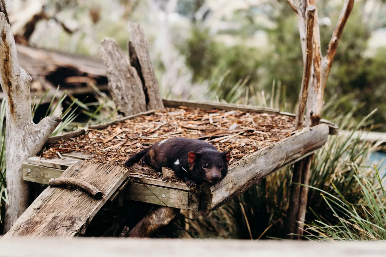 Dozing Tasmanian Devil