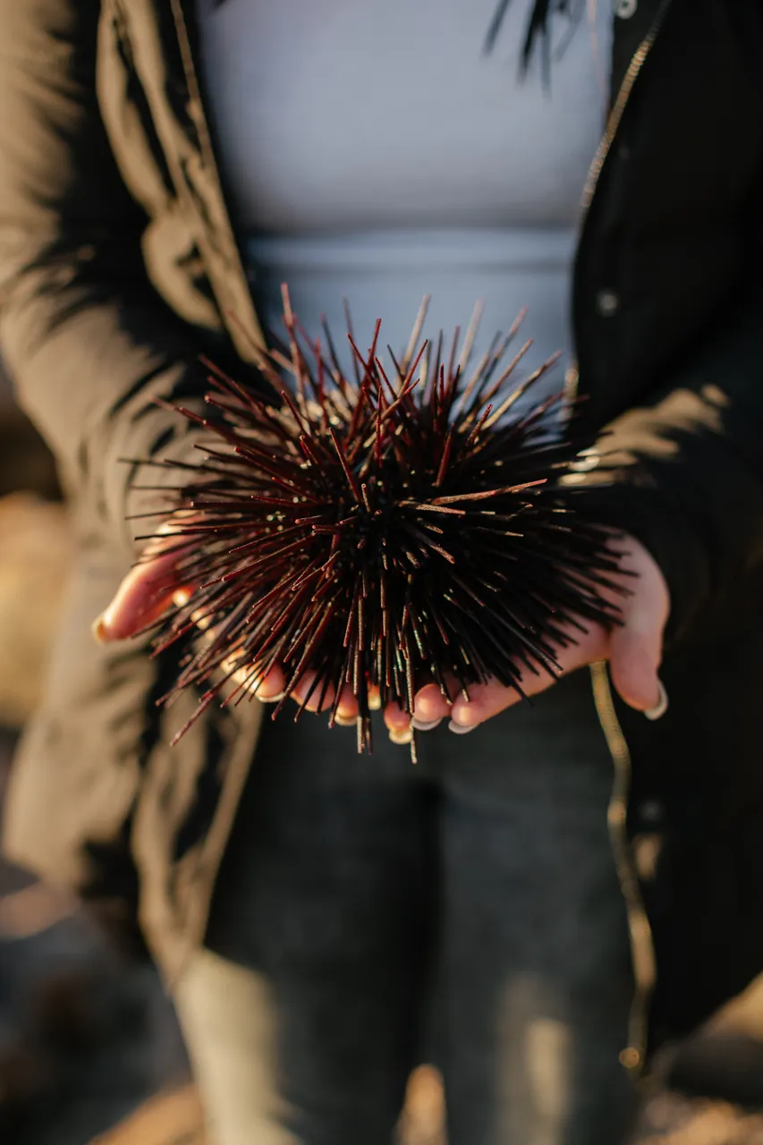 Long-spined Sea Urchin