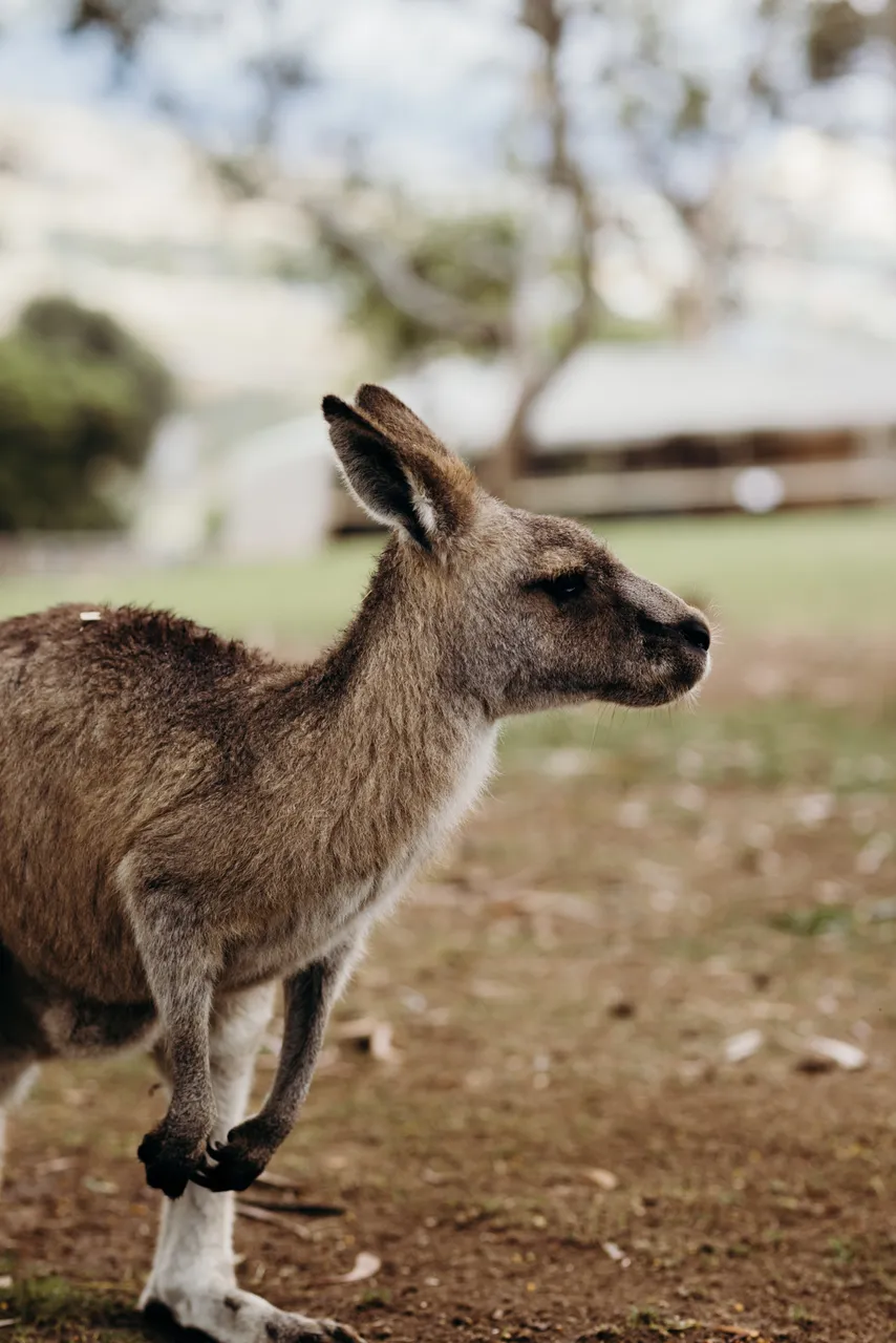 Forester Kangaroo