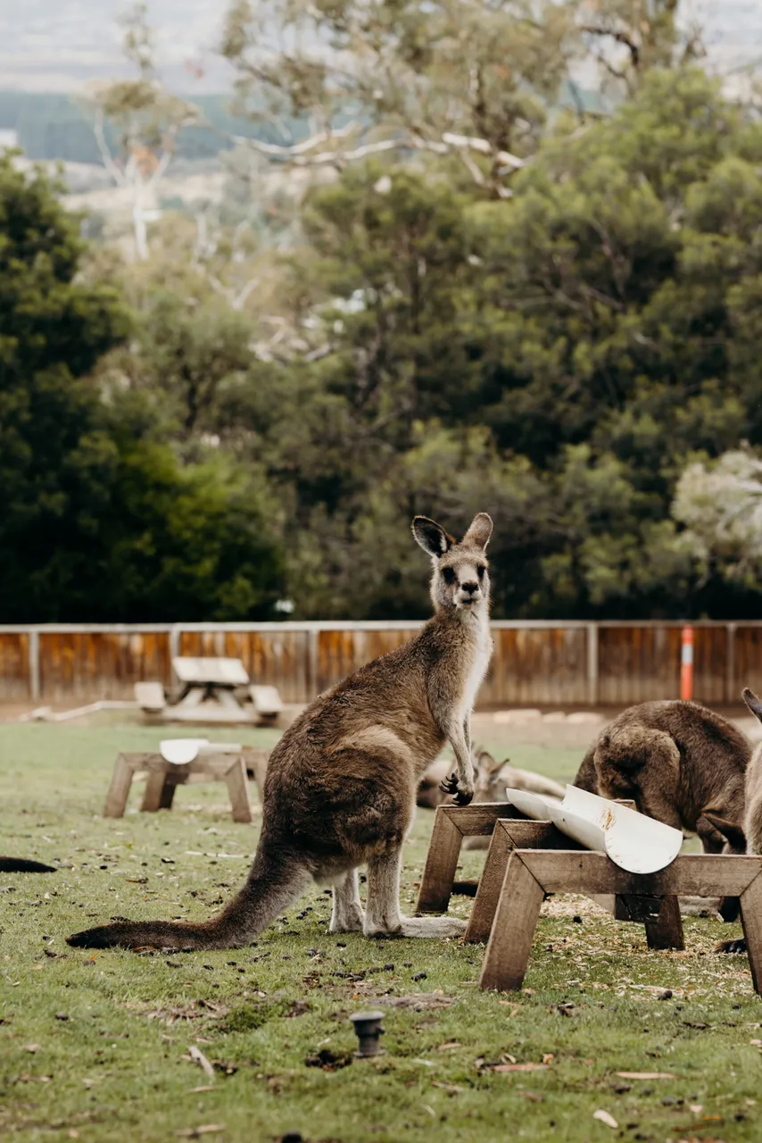 Forester Kangaroo