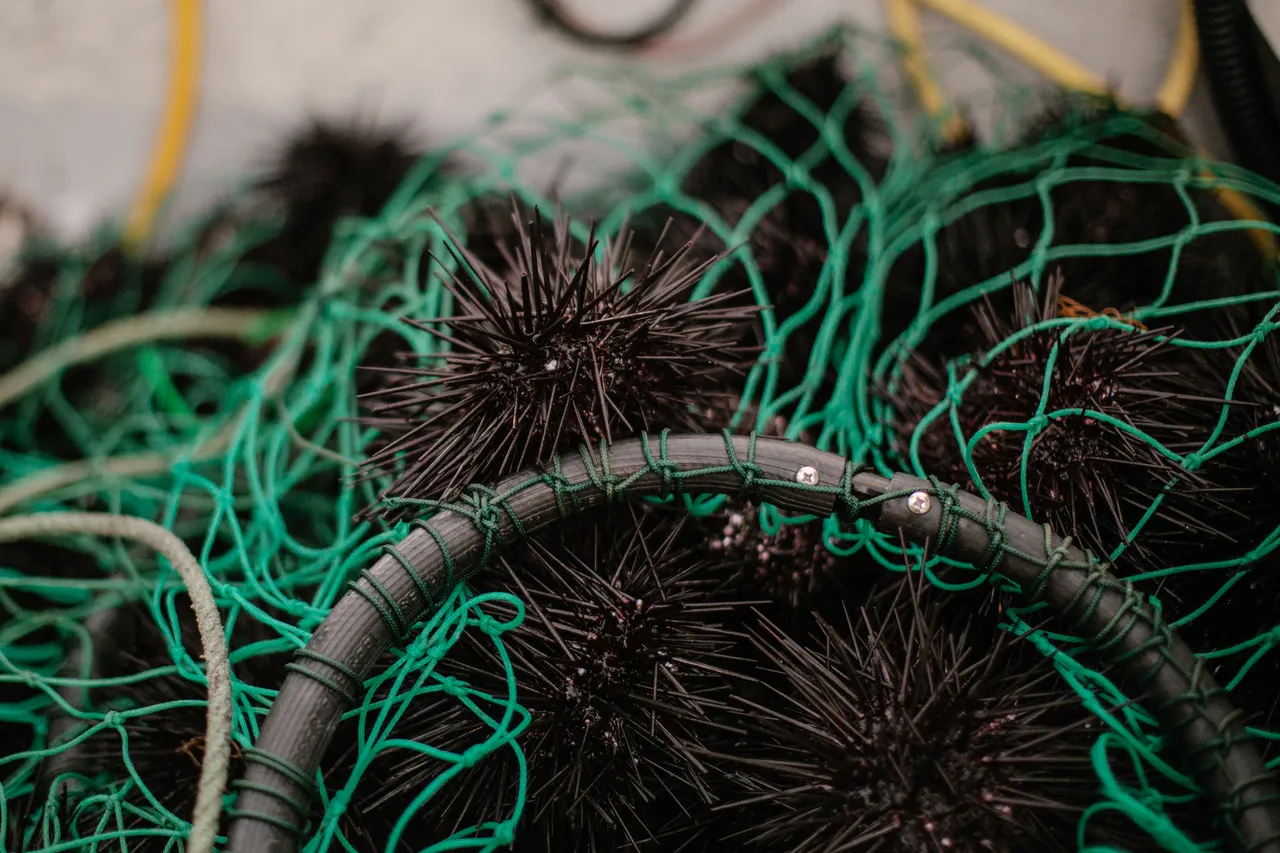 Long-spined Sea Urchin