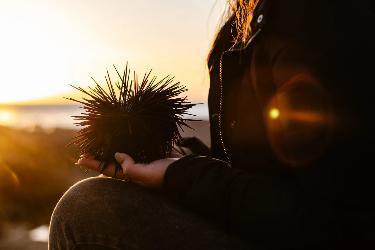 Long-spined Sea Urchin