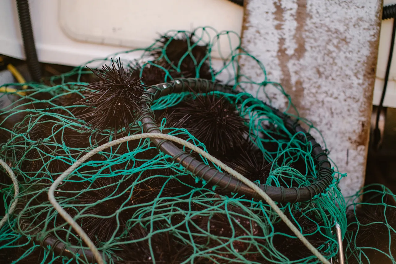 Long-spined Sea Urchin