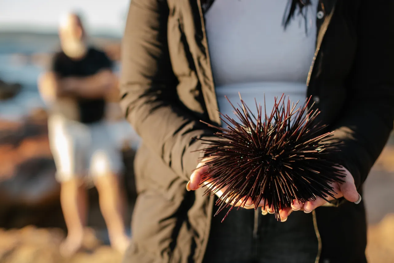 Long-spined Sea Urchin