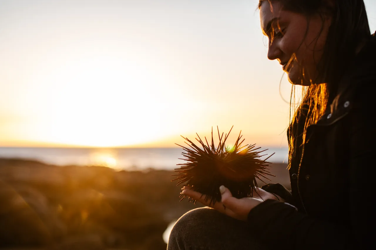 Long-spined Sea Urchin