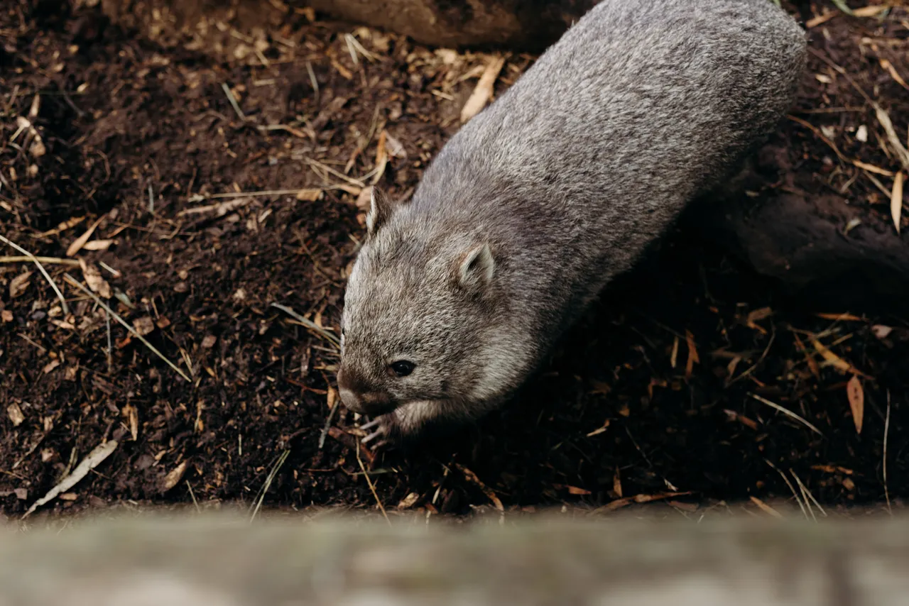 Wombat