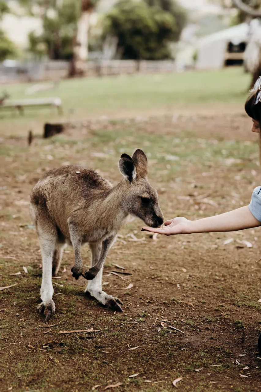 Feeding Forester Kangaroo
