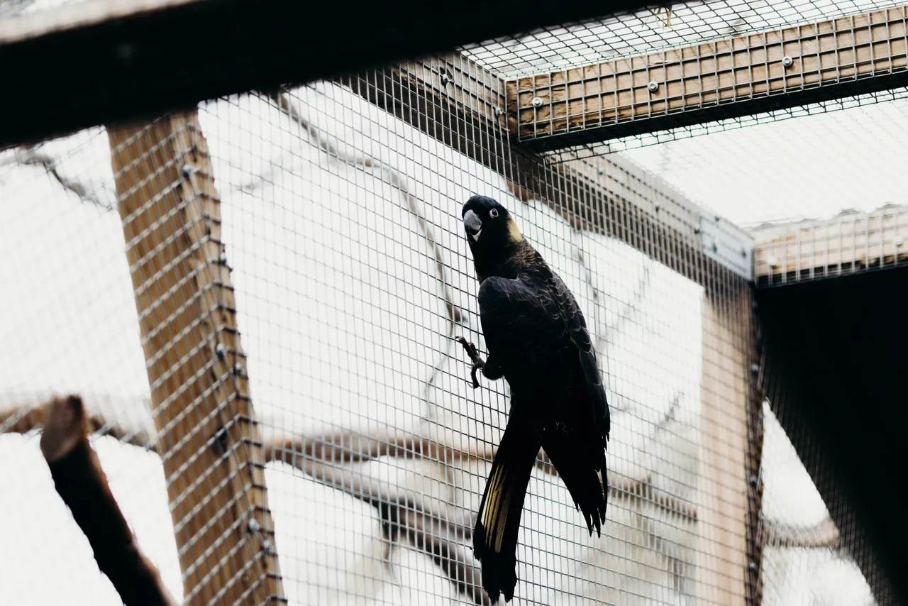 Black Cockatoo