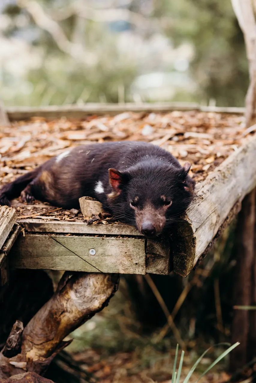 Dozing Tasmanian Devil
