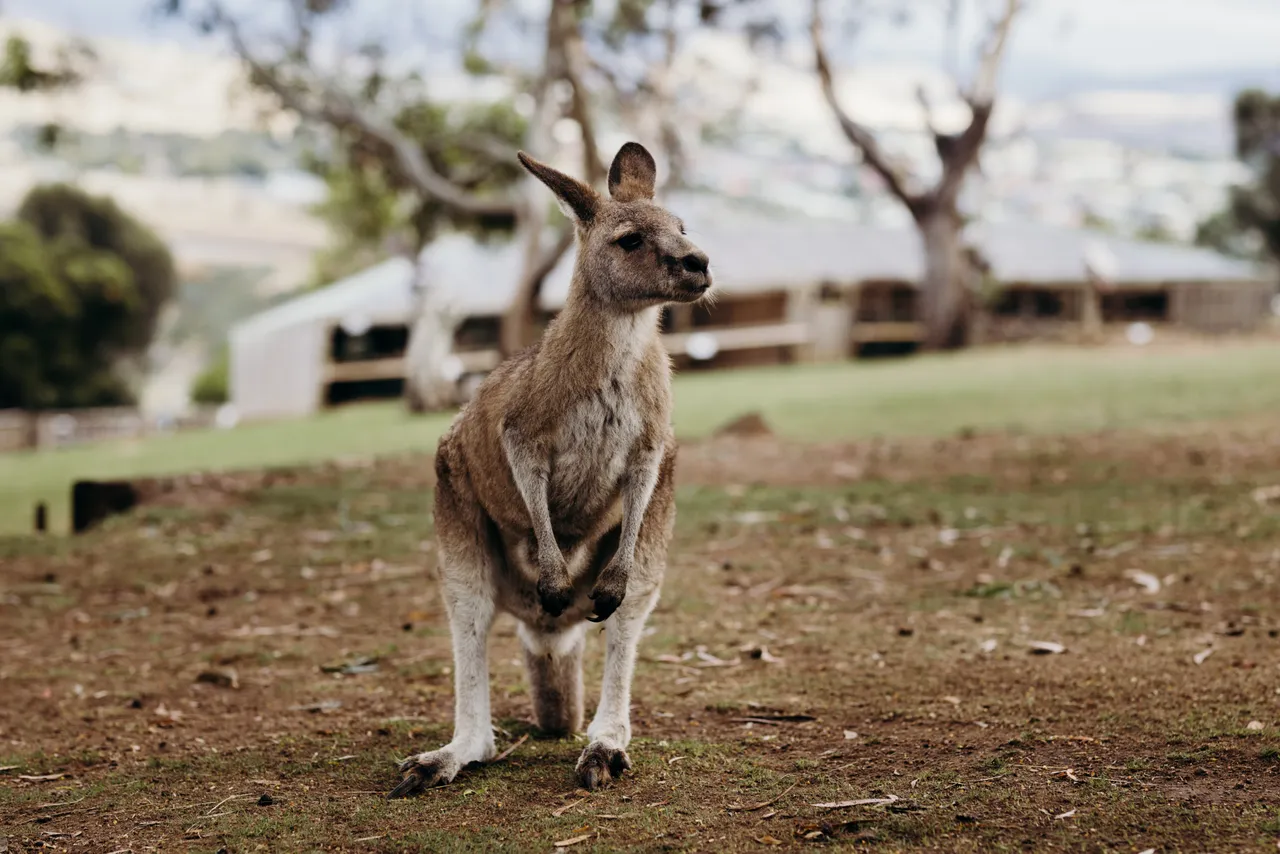 Forester Kangaroo