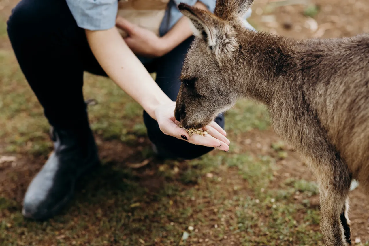 Feeding Forester Kangaroo