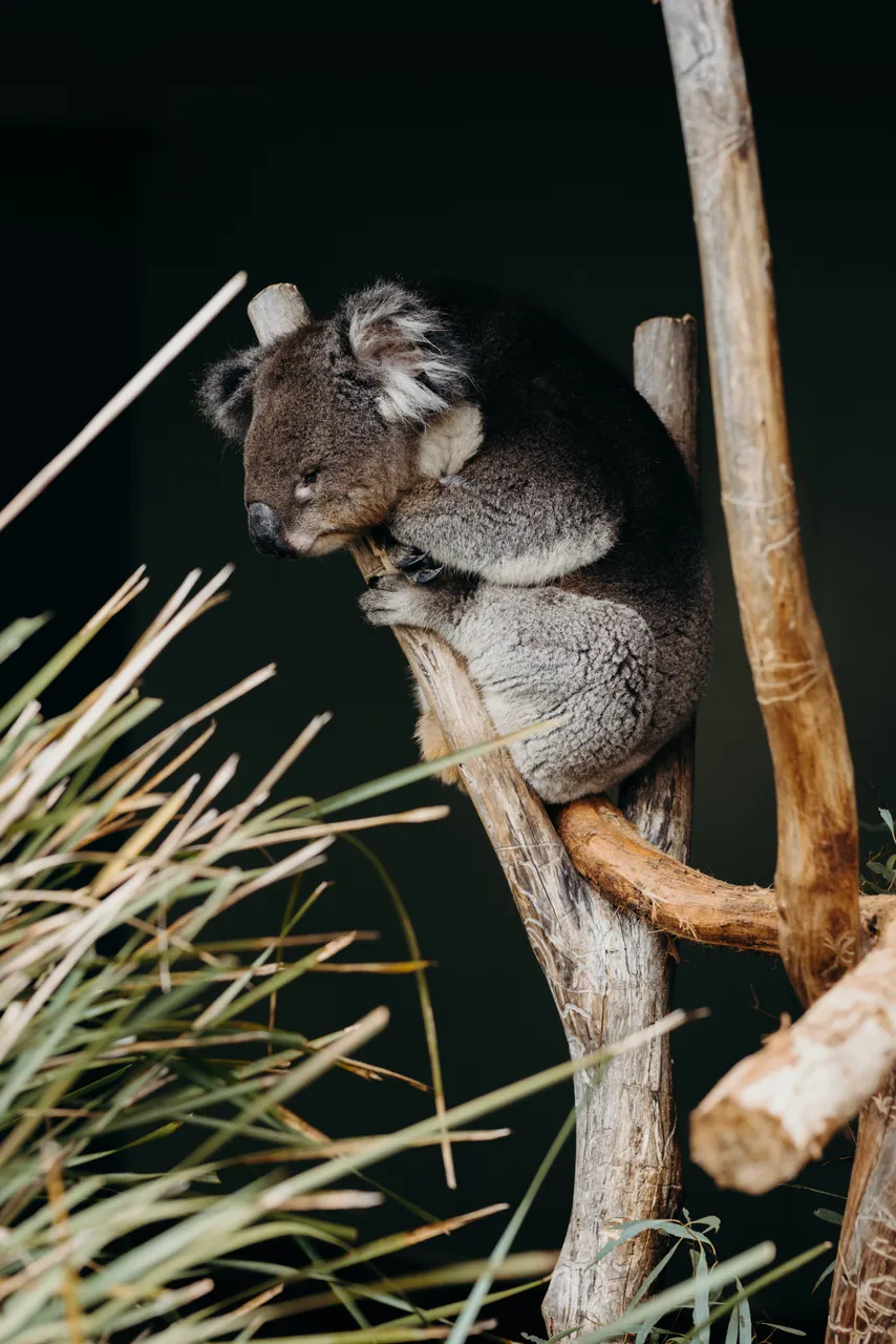 Koala