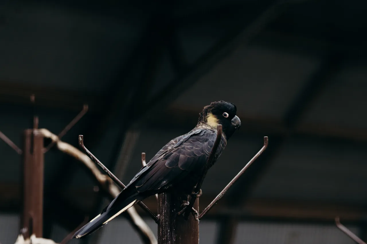 Black Cockatoo