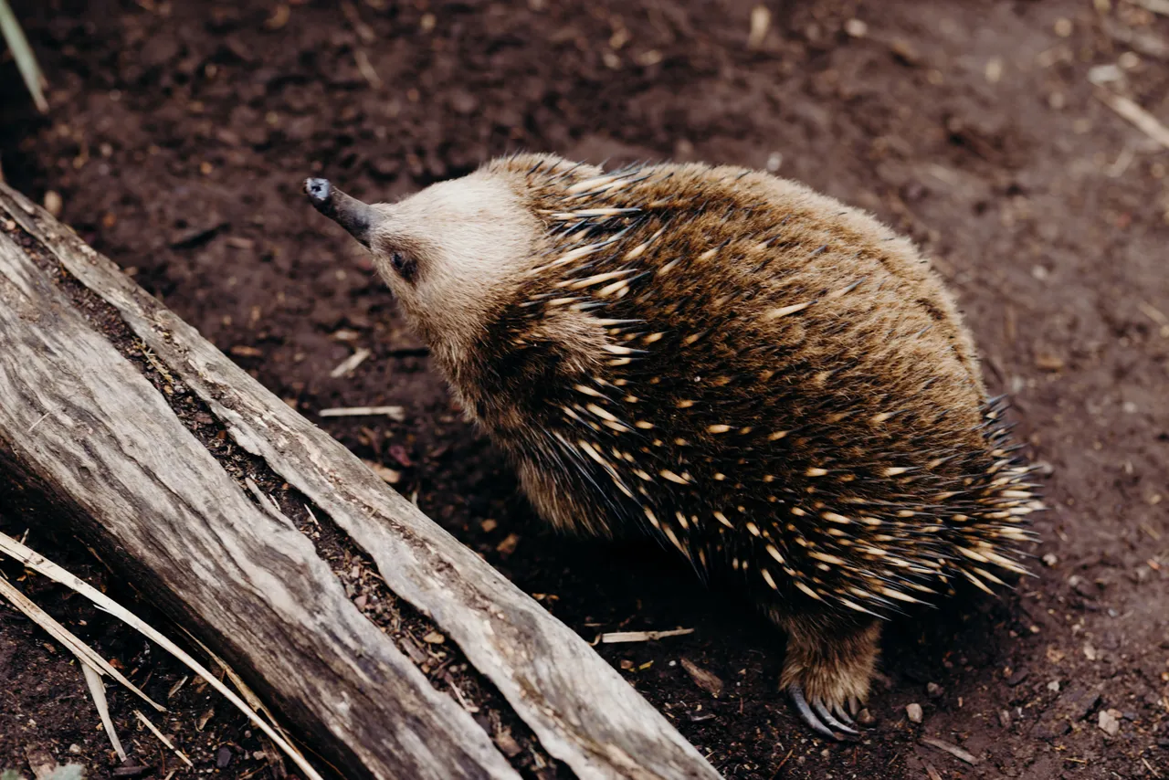Echidna