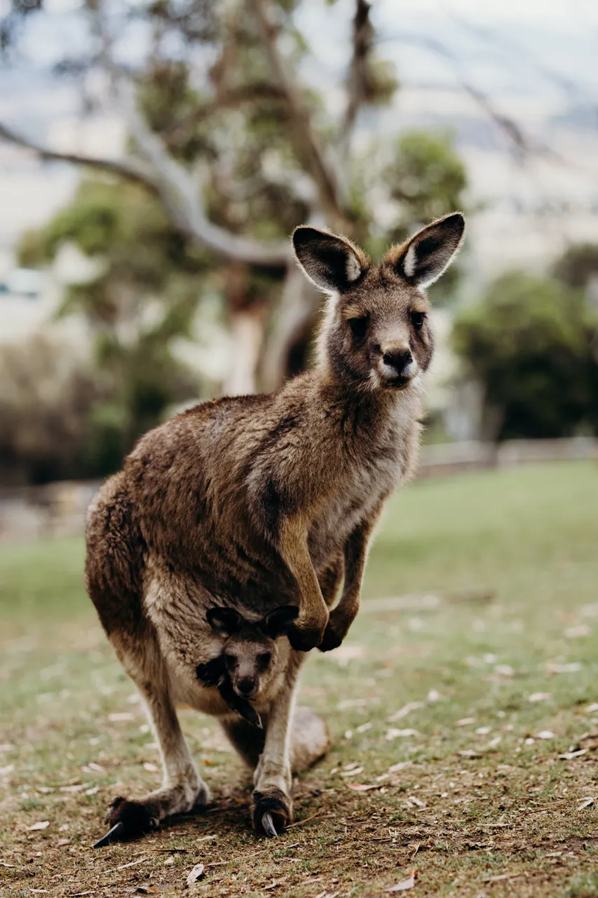 Forester Kangaroo