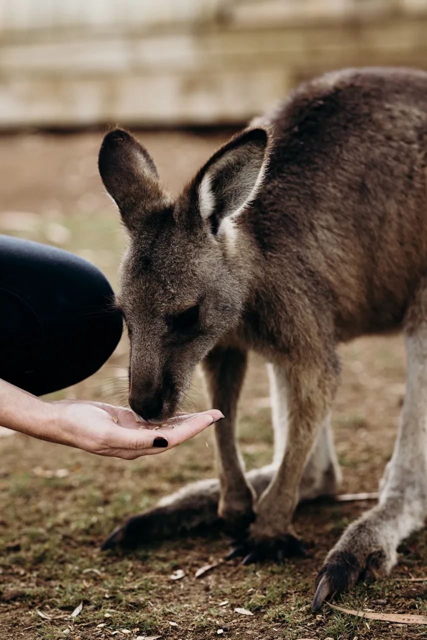 Feeding Forester Kangaroo