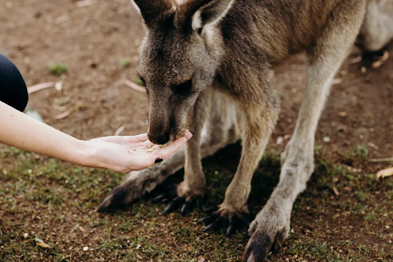 Feeding Forester Kangaroo