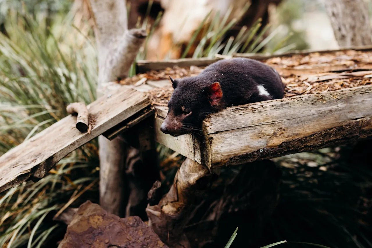 Dozing Tasmanian Devil