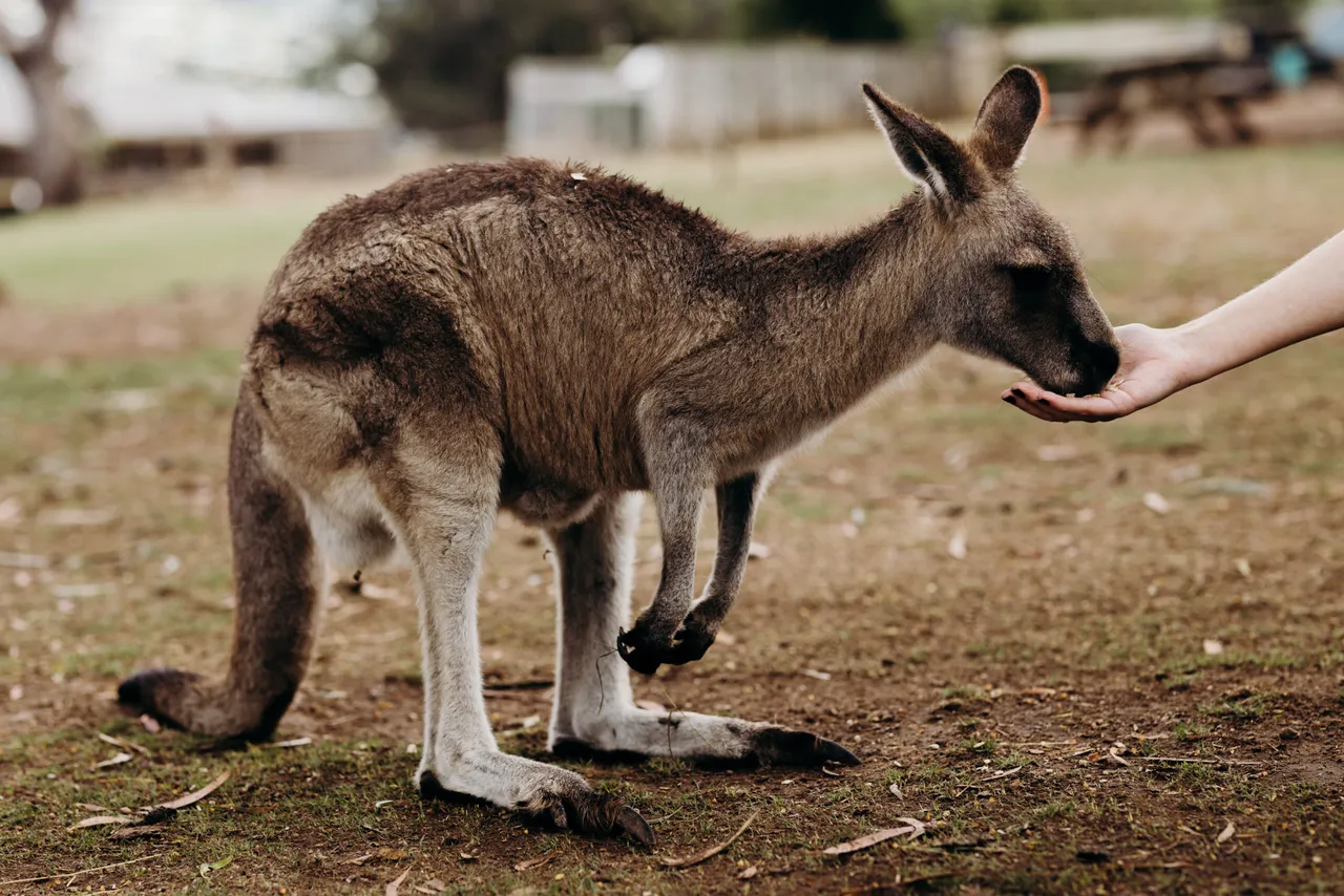 Feeding Forester Kangaroo