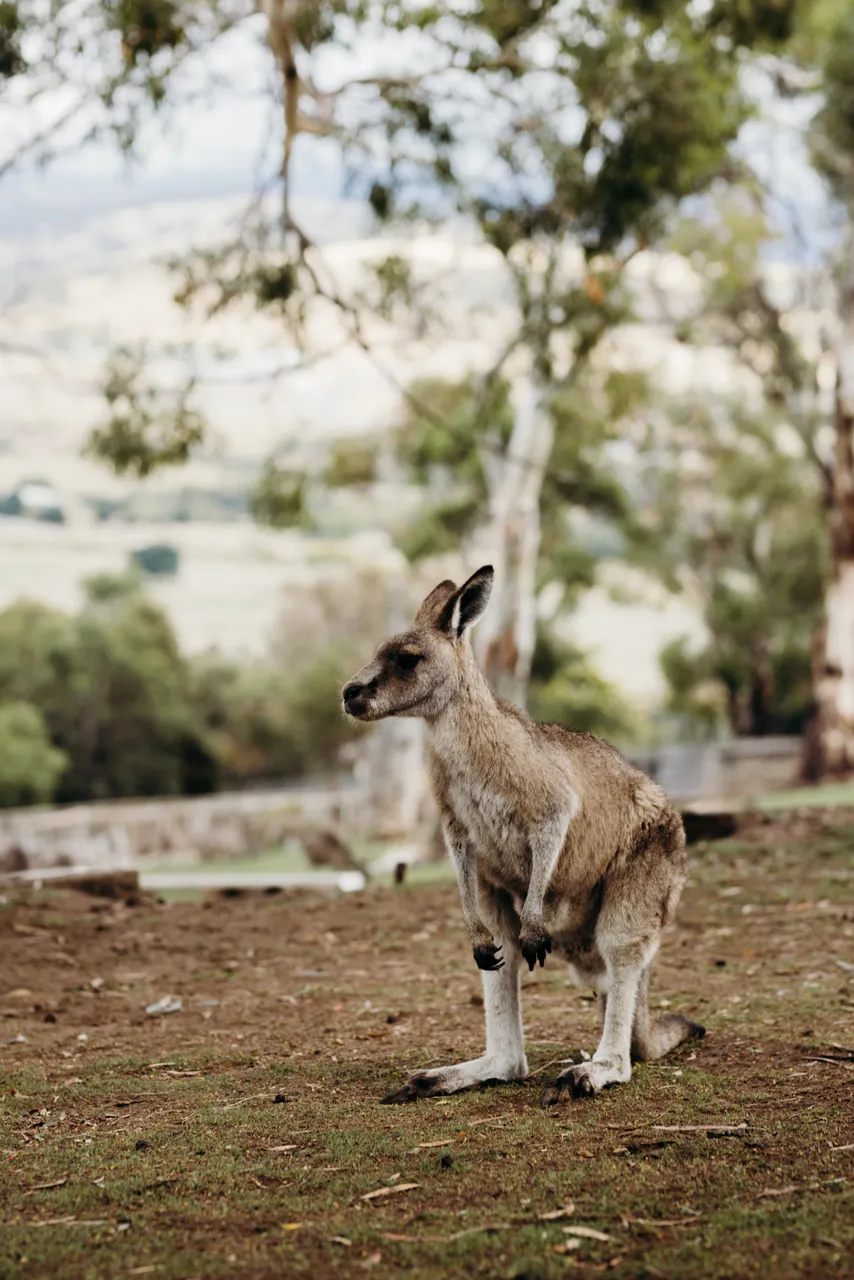 Forester Kangaroo