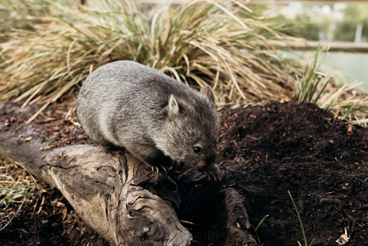 Wombat