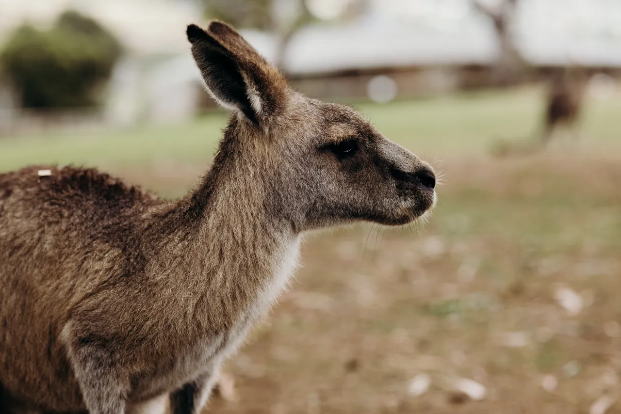 Forester Kangaroo