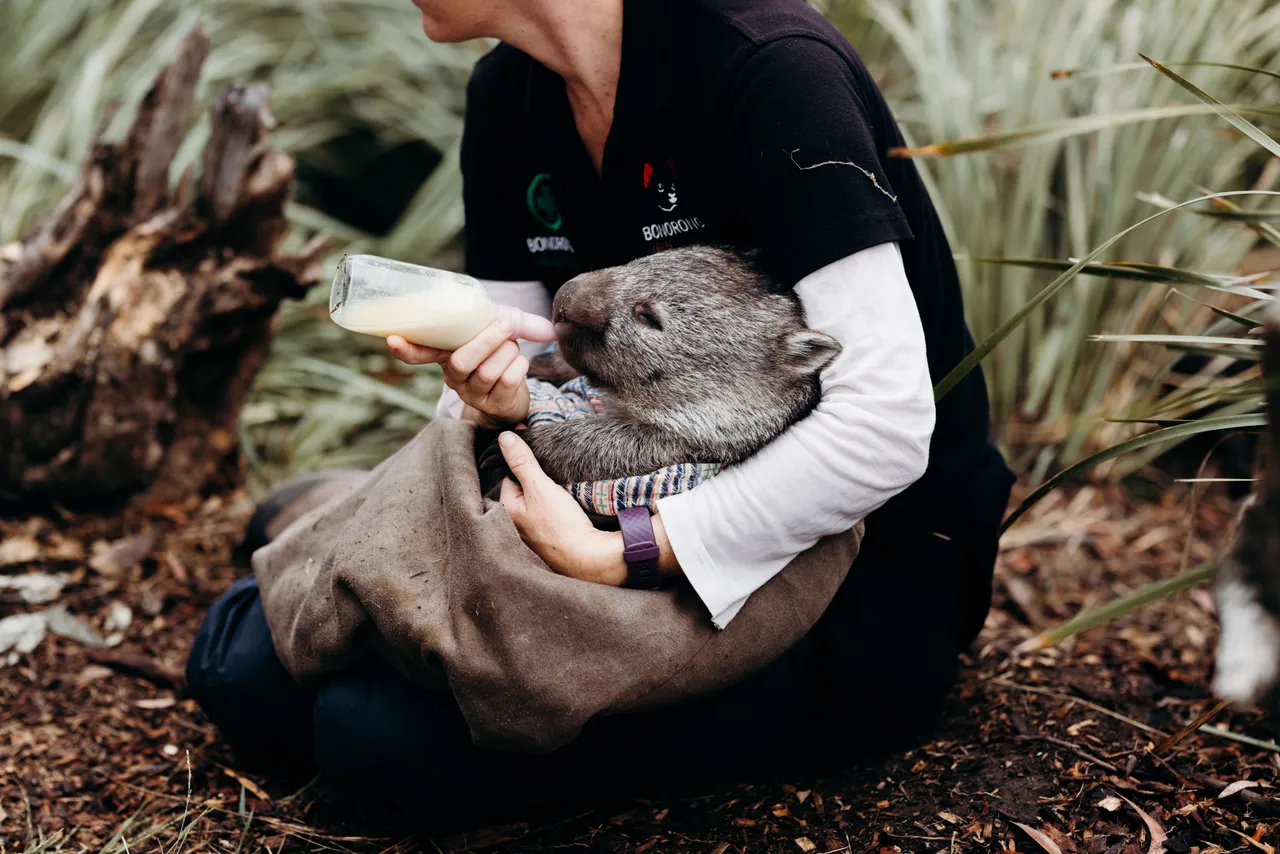 Bottle-feeding Wombat