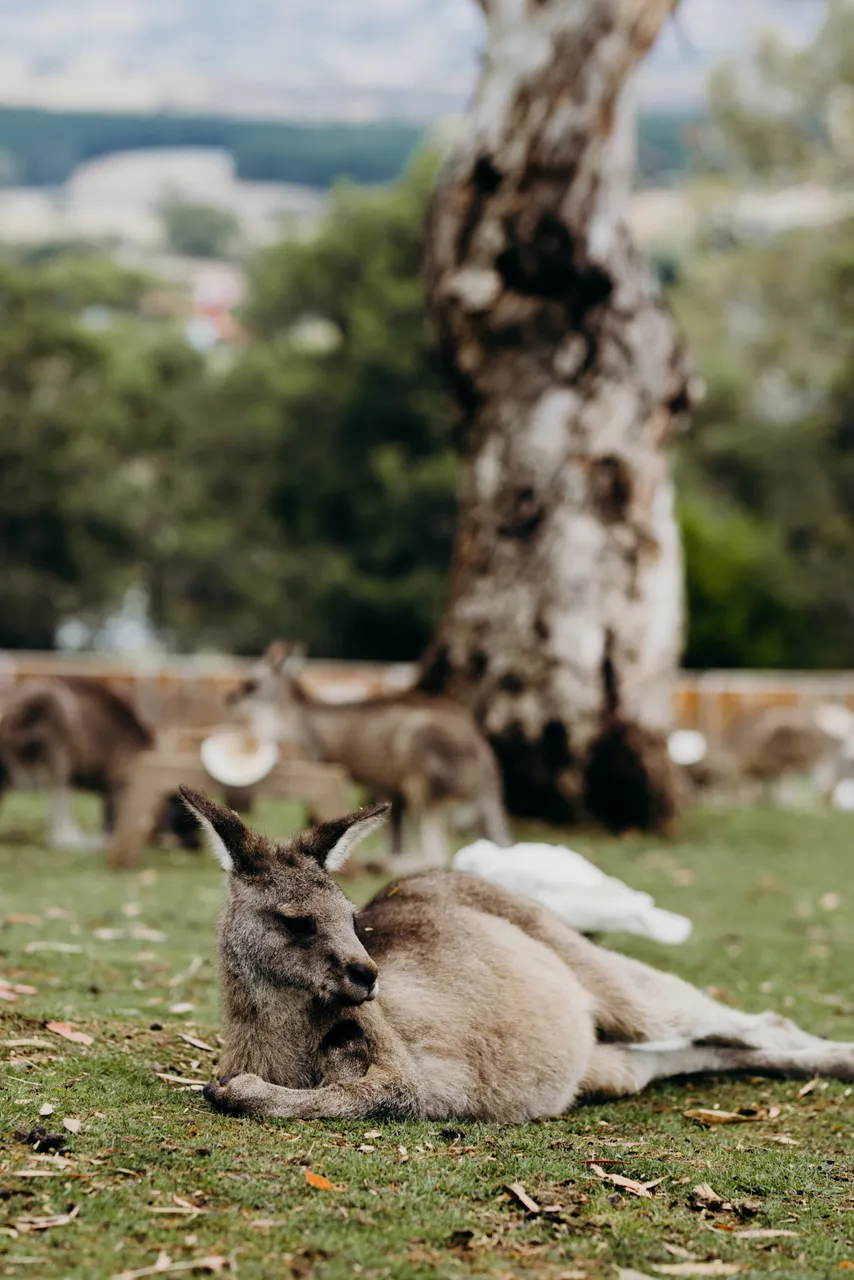 Forester Kangaroo