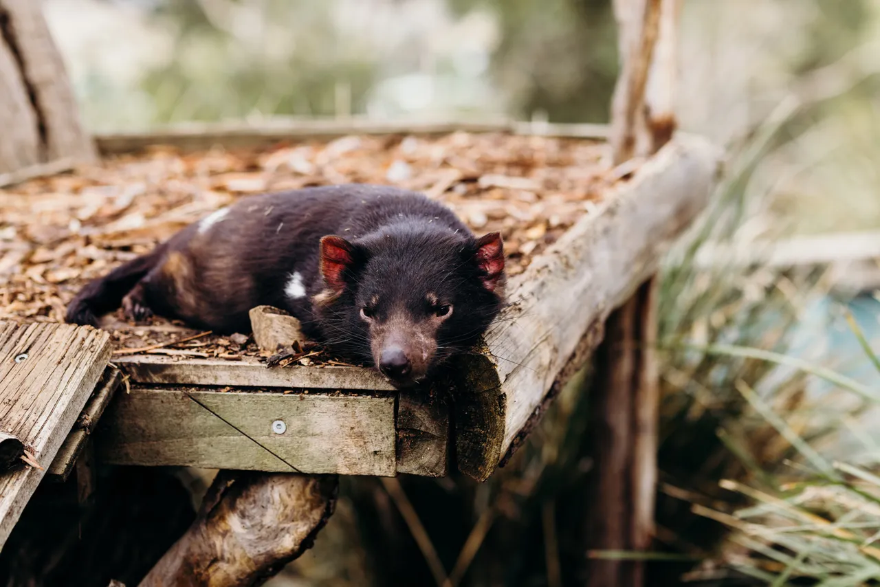 Dozing Tasmanian Devil