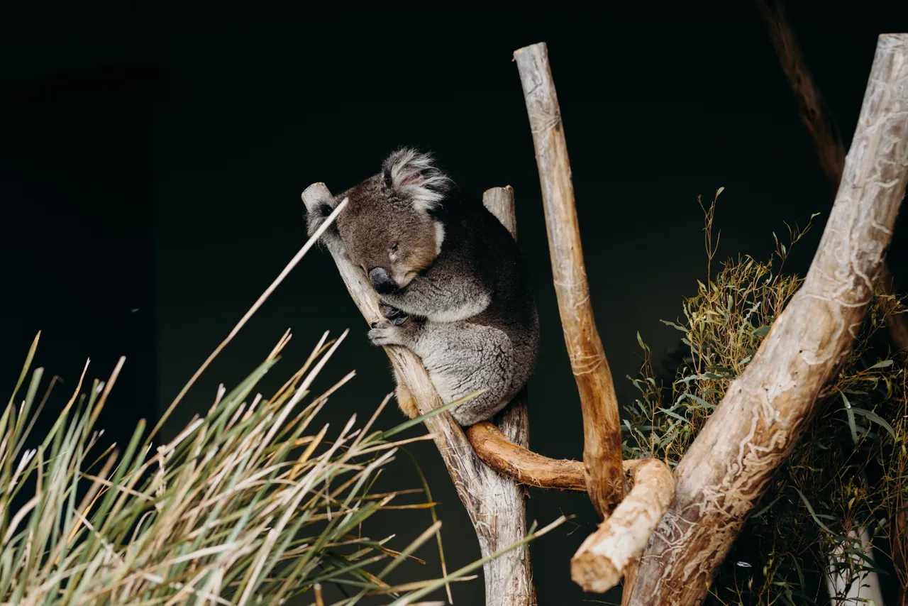 Koala